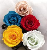 The One Fleur (20+ colors)