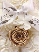 White Baby Bear Special