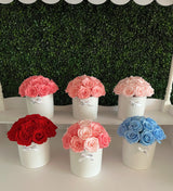 Le Cherie Dôme Special *limited colors