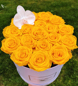 Infinity Luxe Round Special (20+ colors)