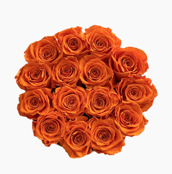Orange Signature Round Plus (1 left)