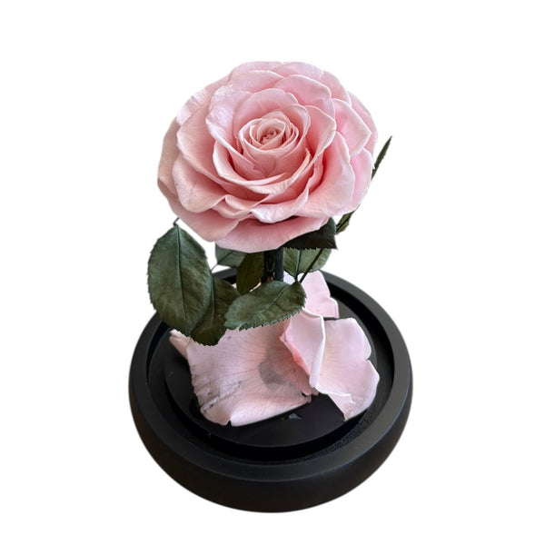 Infinity Light Pink Belle Mother's Day Special (0 left)