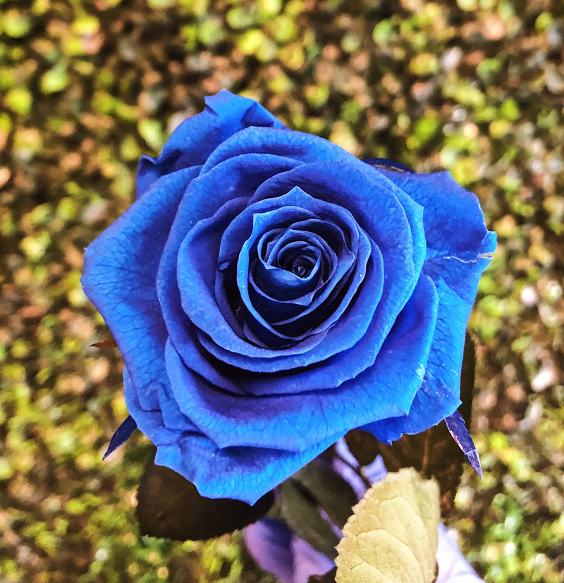 The Stemmed Fleur *Deep Blue on sale*