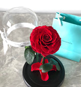 Infinity Deluxe Belle April Special (5+ colors)